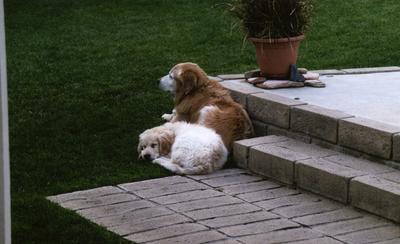 Luke at his favorite spot in the backyard...along with his shadow.